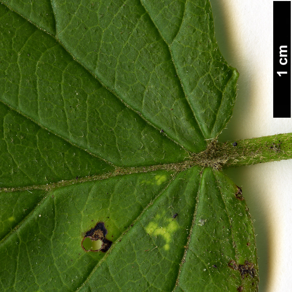 High resolution image: Family: Adoxaceae - Genus: Viburnum - Taxon: dentatum - SpeciesSub: var. pubescens